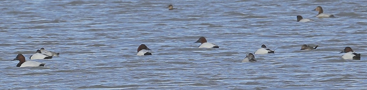 Canvasback - Charles Lyon