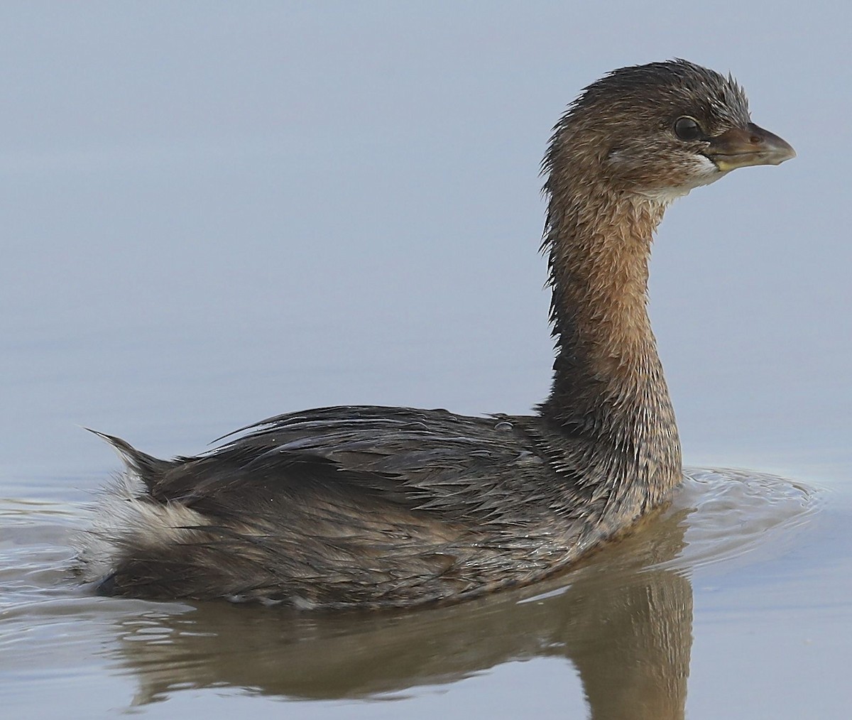 Pied-billed Grebe - ML43305221