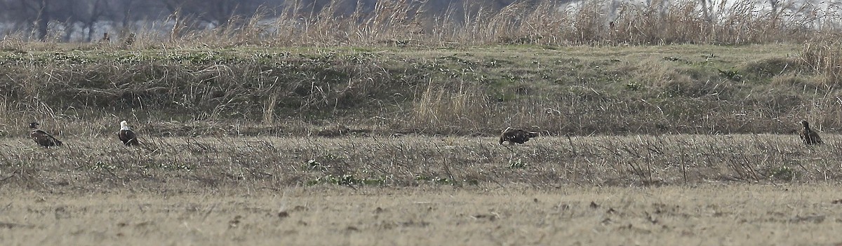 Bald Eagle - Charles Lyon