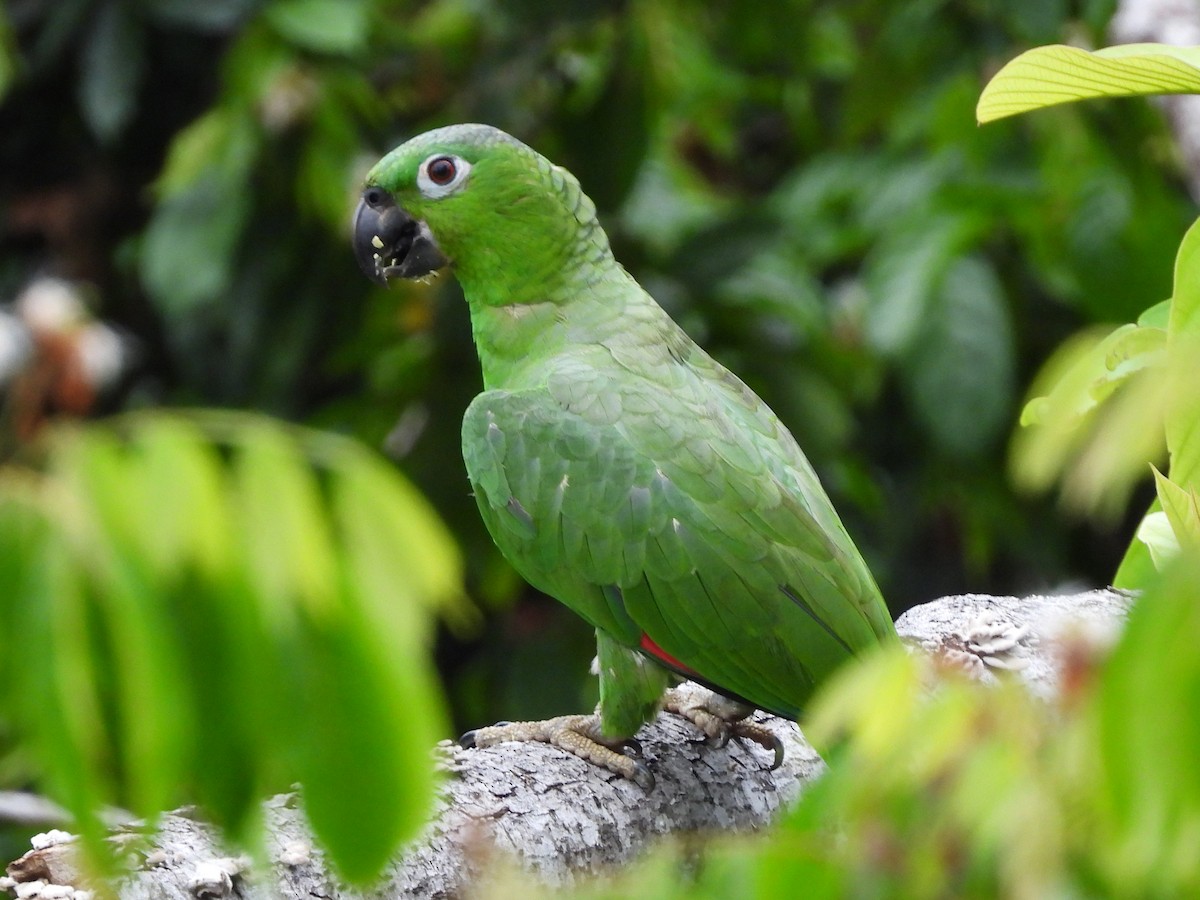 Mealy Amazon - María Vargas Valverde
