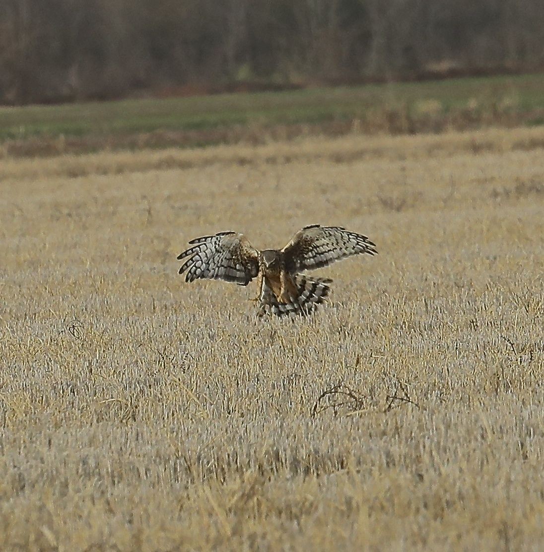 Northern Harrier - Charles Lyon