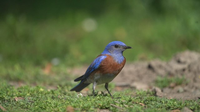 Western Bluebird - ML433053831