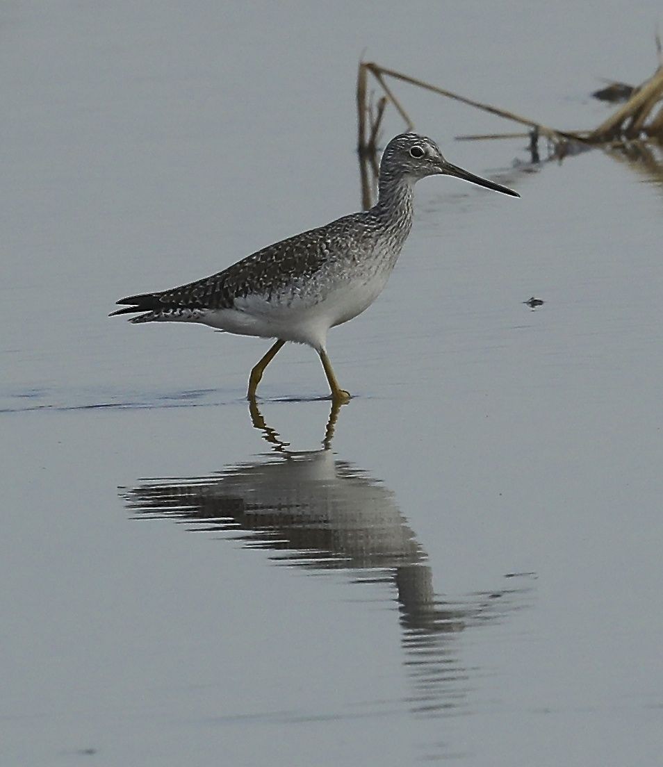 Greater Yellowlegs - ML43305421