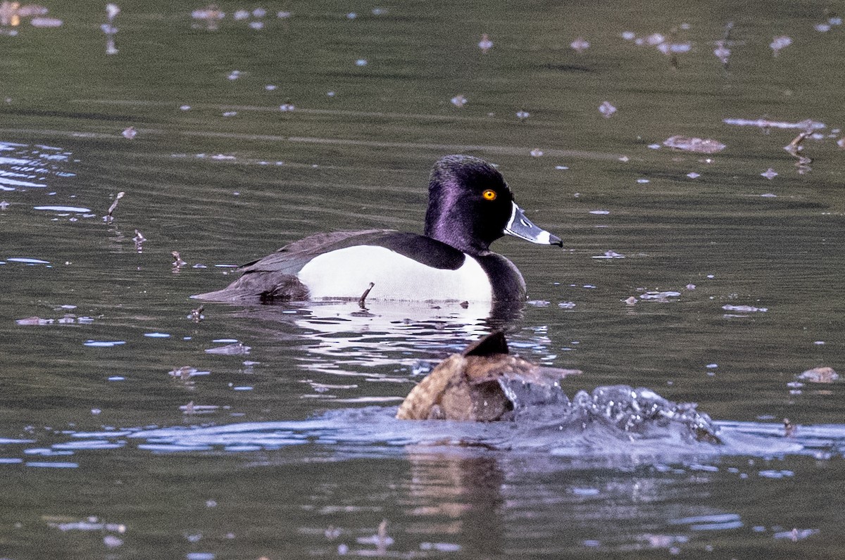 Ring-necked Duck - ML433055051