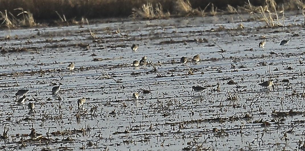 Long-billed Dowitcher - Charles Lyon