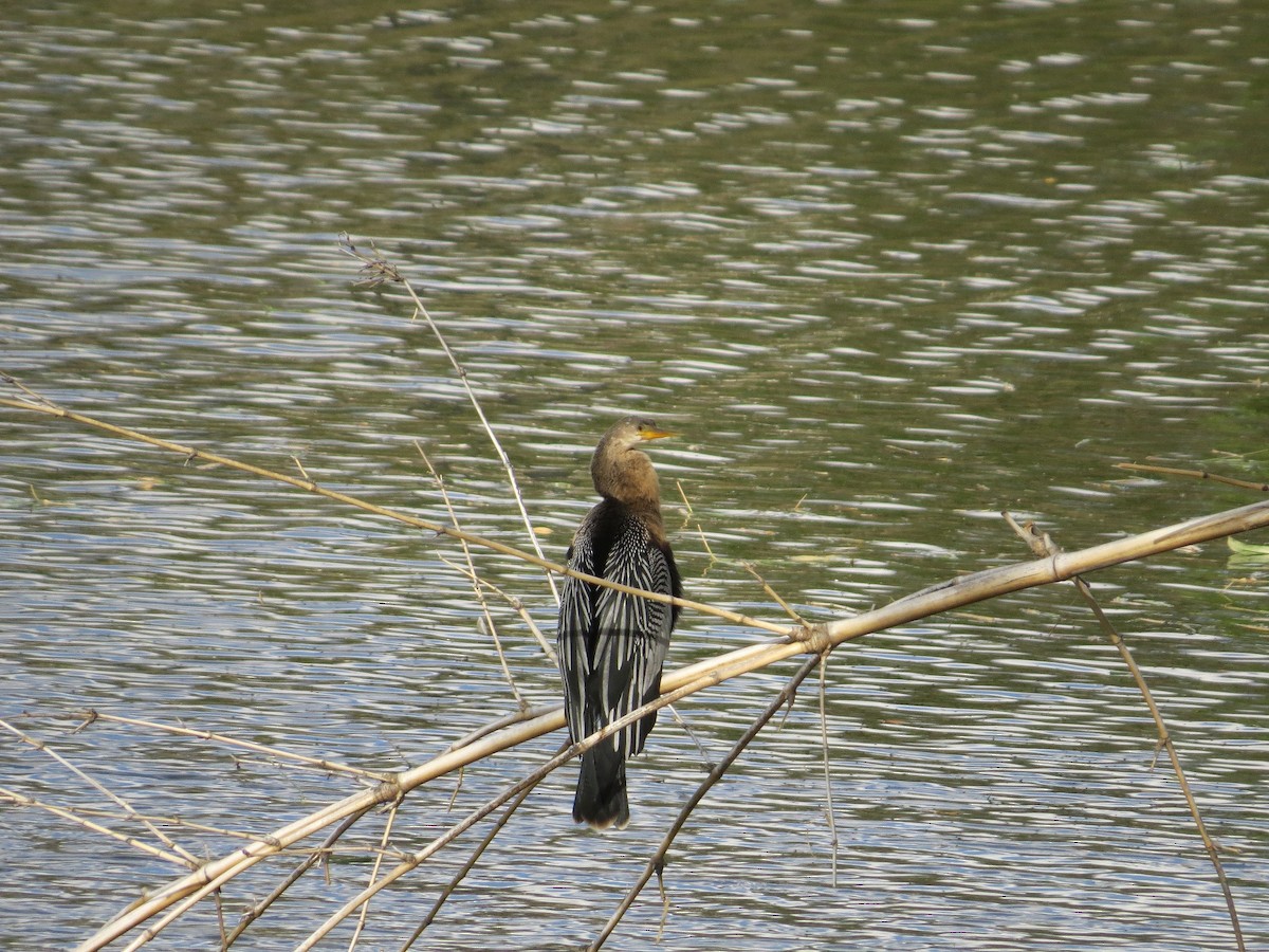 anhinga americká - ML43305671