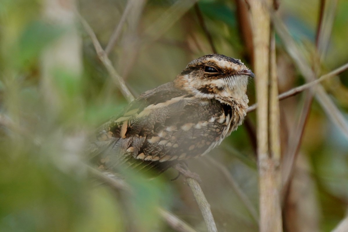 Common Pauraque - Luis Carlos García Mejía