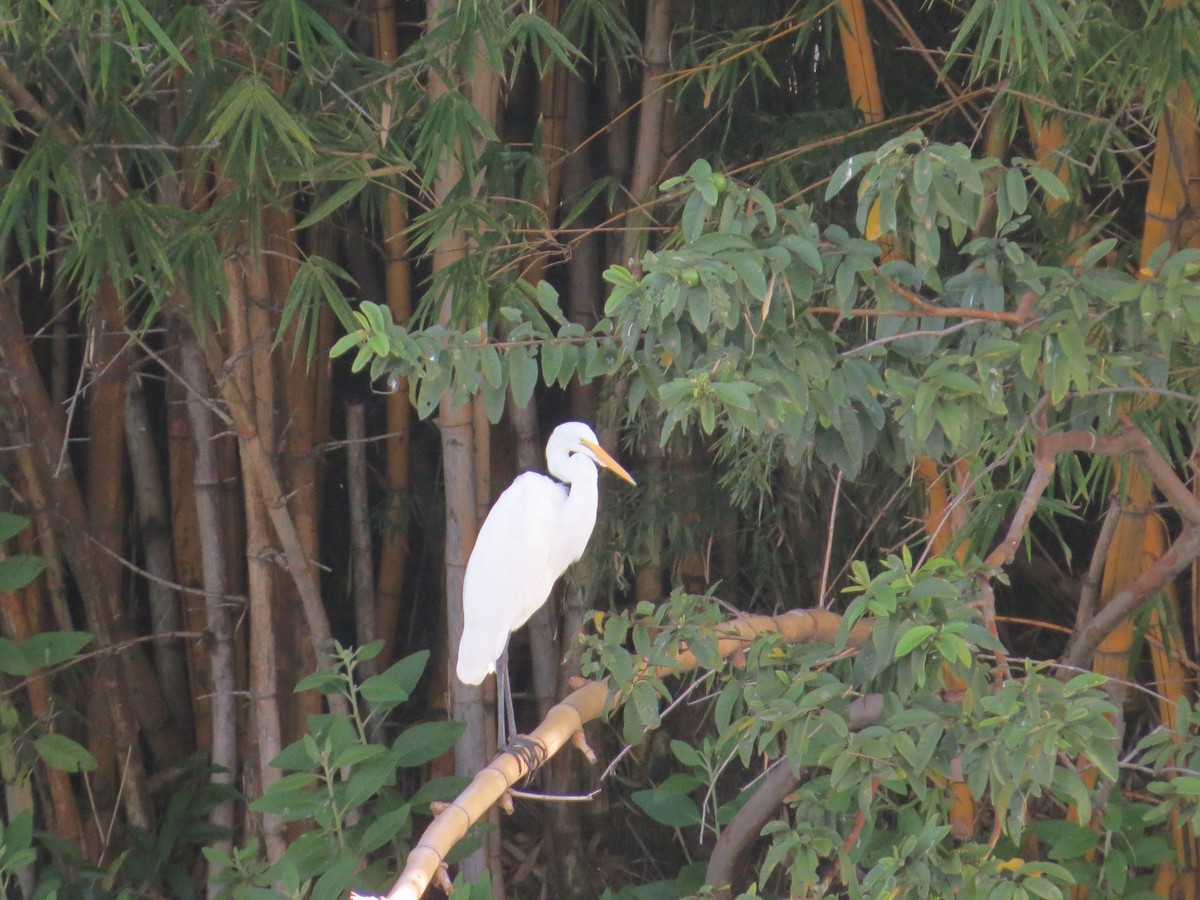 Great Egret - Róger Rodríguez Bravo