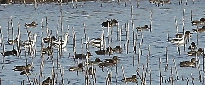 American Avocet - ML43305711