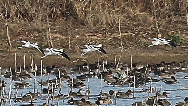 American Avocet - ML43305731