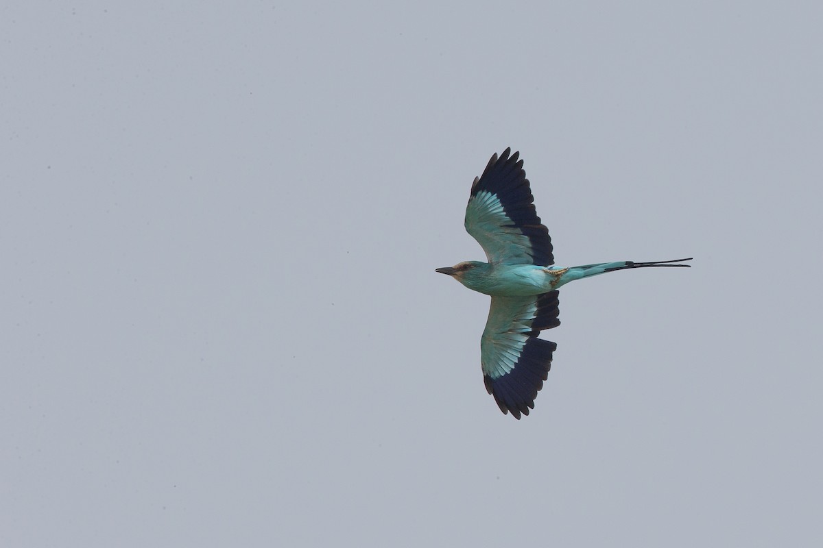 Abyssinian Roller - ML43305811