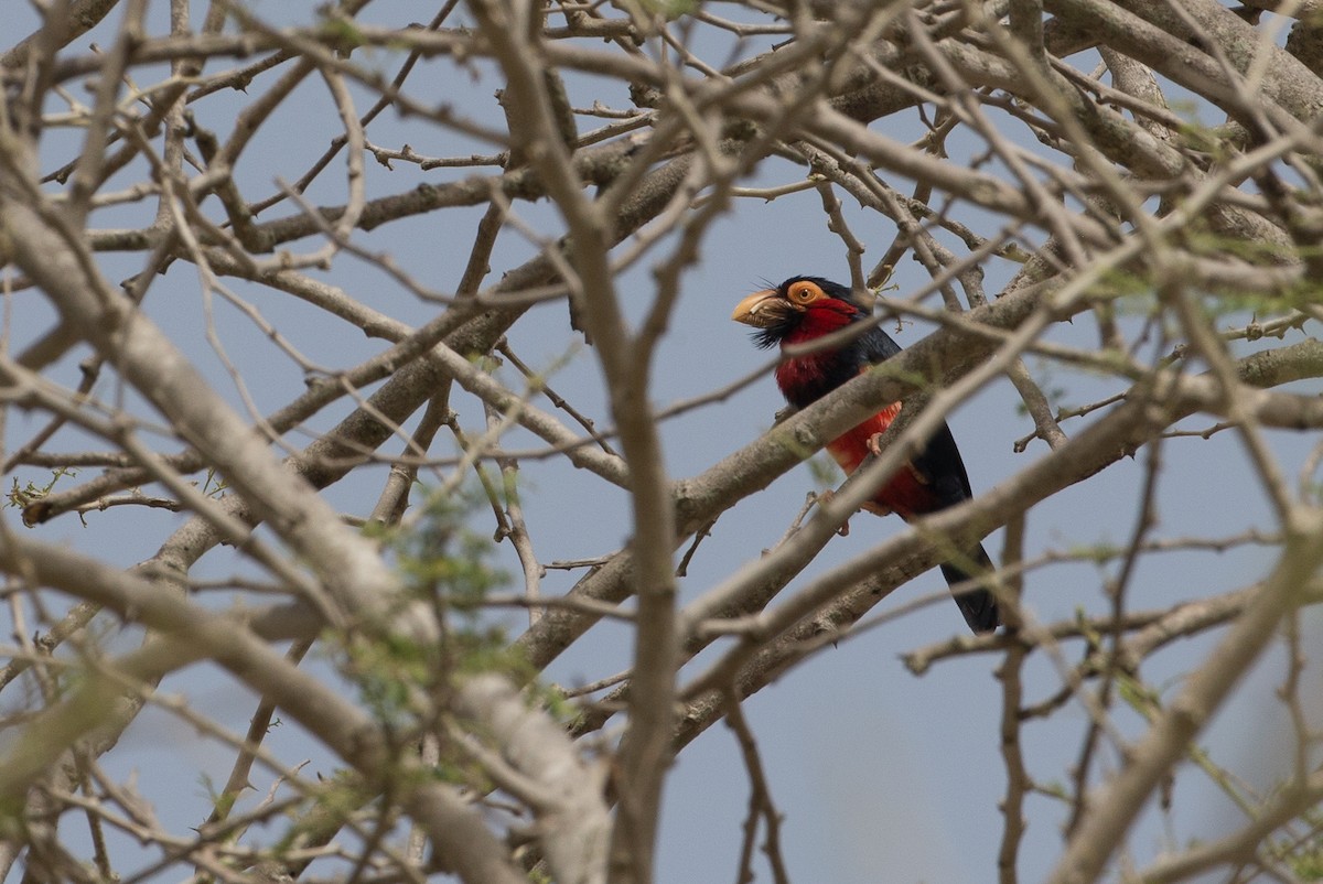 Bearded Barbet - ML43305871