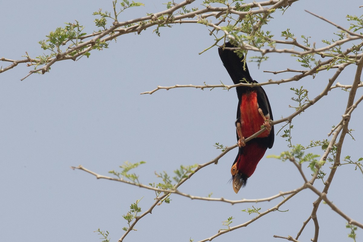 Bearded Barbet - Chris Wood