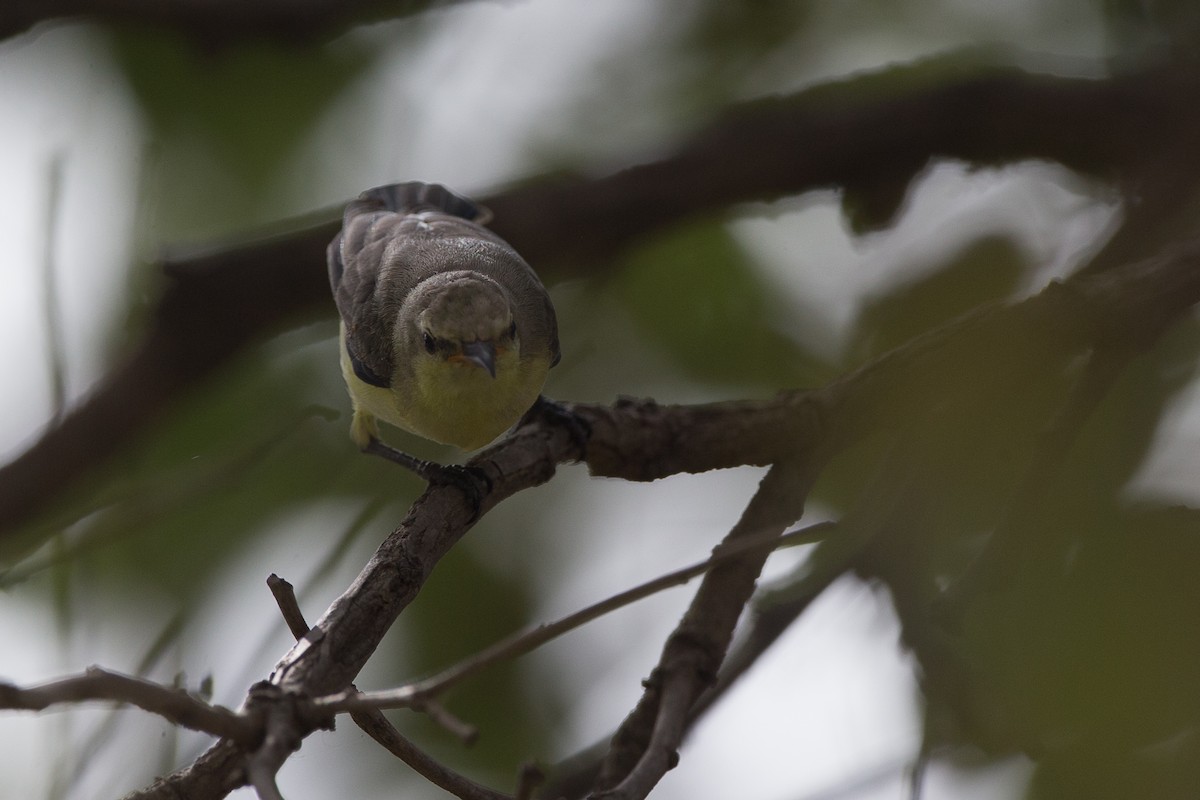 Grünkehl-Nektarvogel - ML43305911