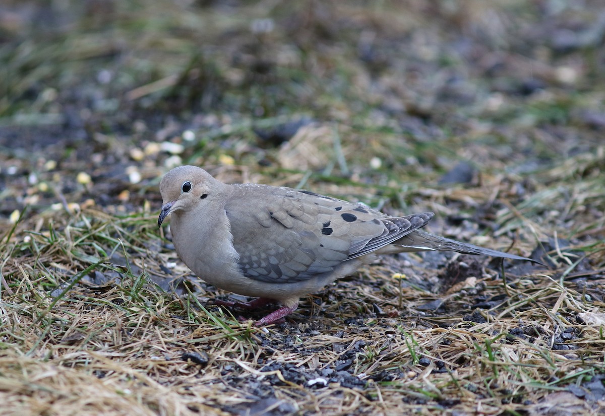 Mourning Dove - Mark Patry