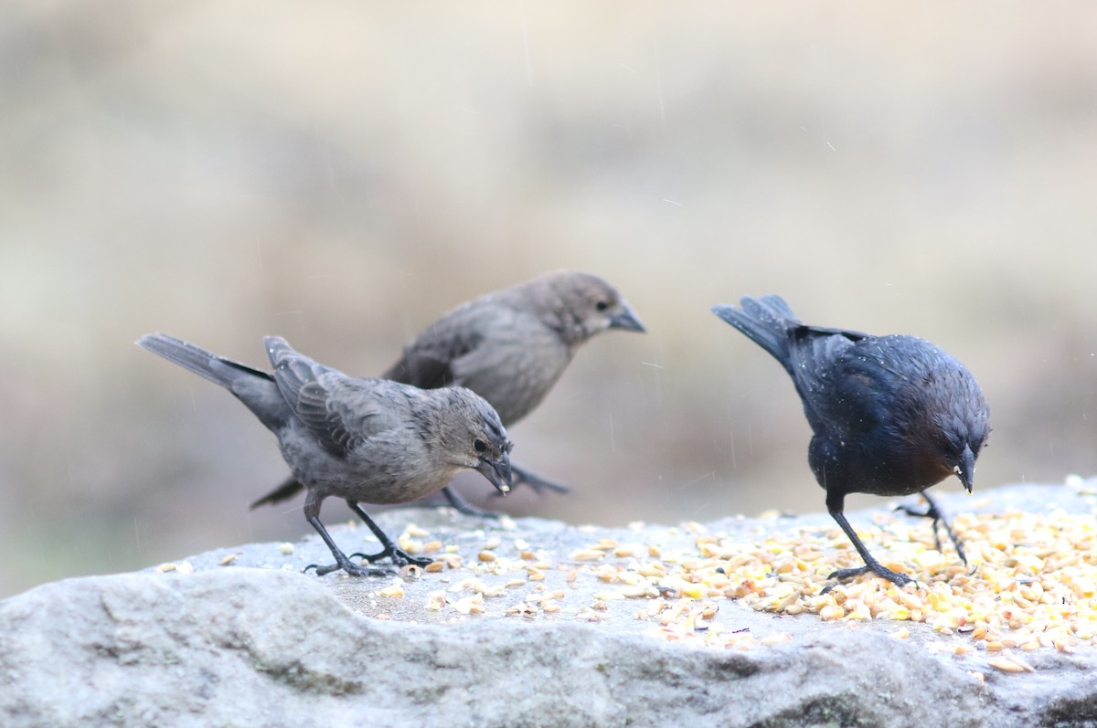 Brown-headed Cowbird - ML433059591