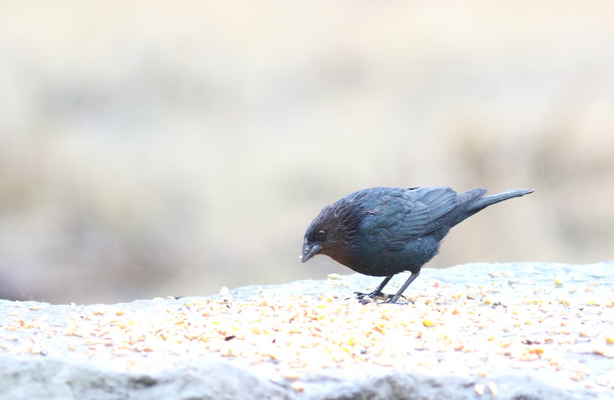 Brown-headed Cowbird - ML433059661