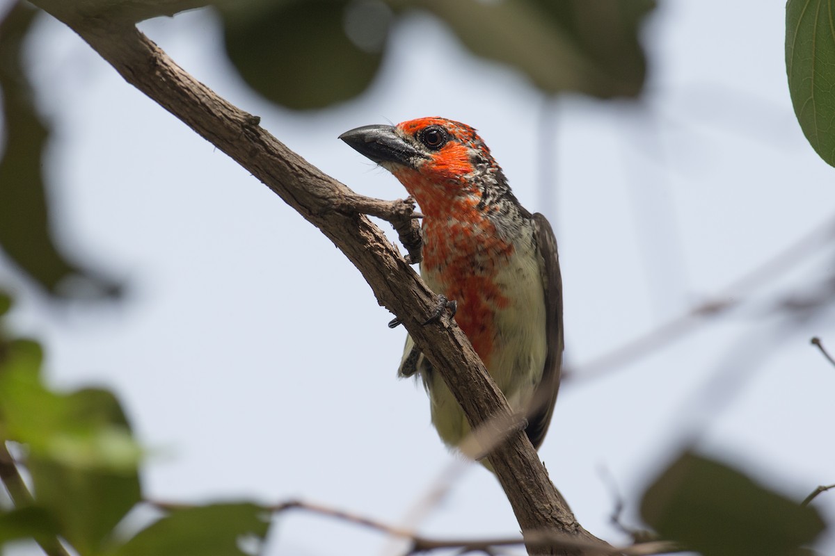 Vieillot's Barbet - Chris Wood