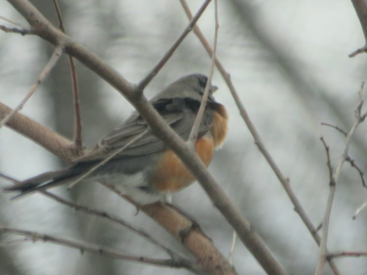 American Robin - ML433059741