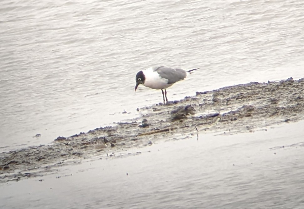 Franklin's Gull - ML433059901