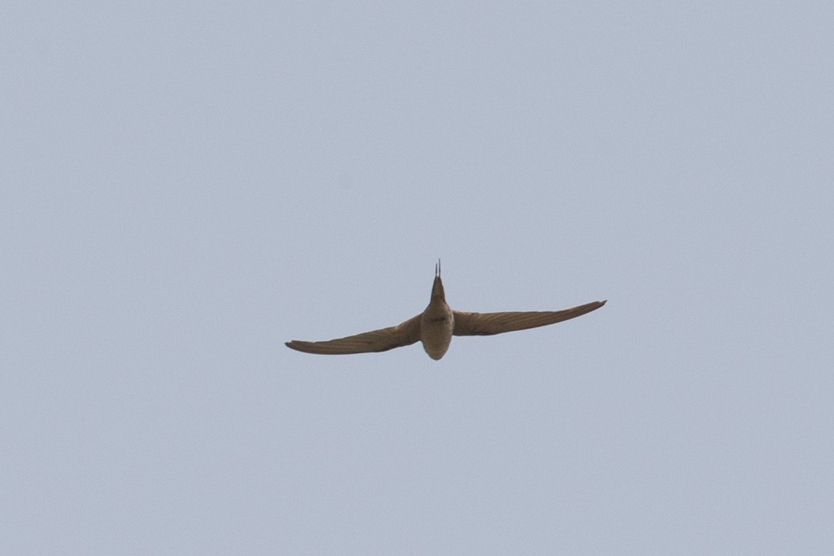 African Palm Swift - ML43306011