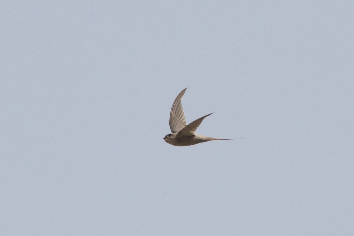 African Palm Swift - ML43306021