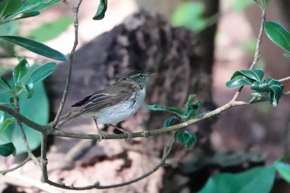 Ijima's Leaf Warbler - ML433060221