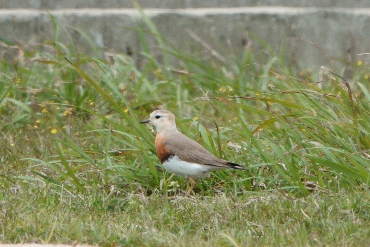 Oriental Plover - ML433060291