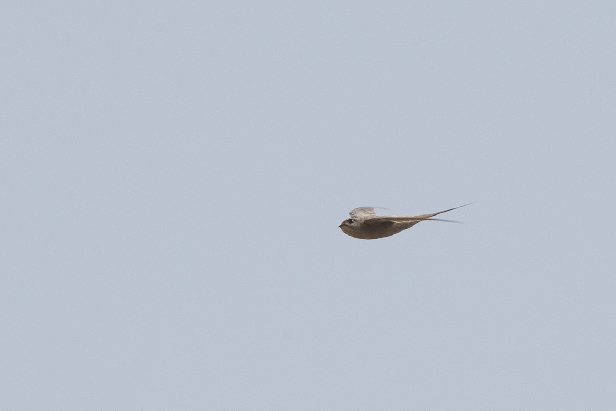 African Palm Swift - ML43306031