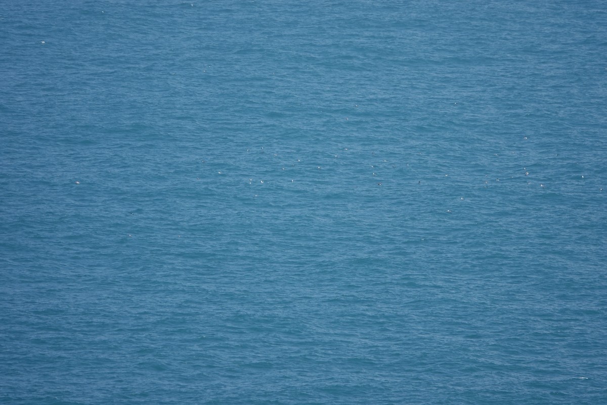 Black-tailed Gull - ML433060401