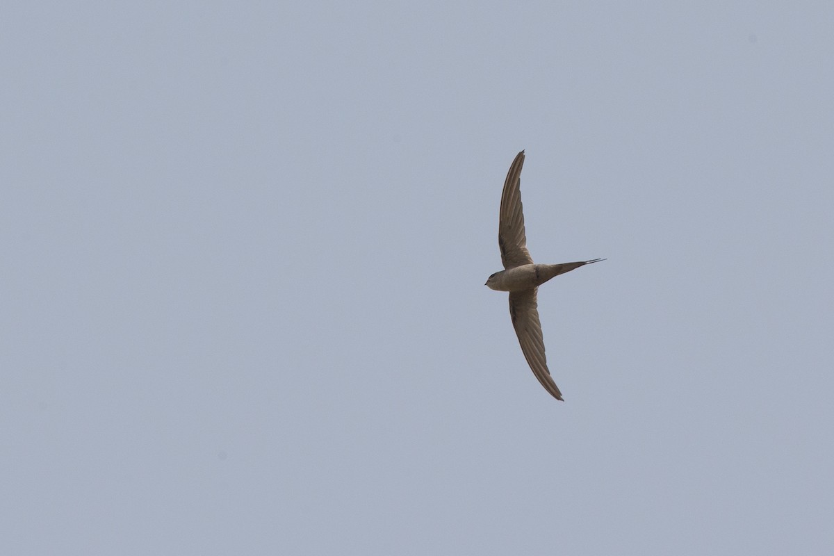 African Palm Swift - Chris Wood