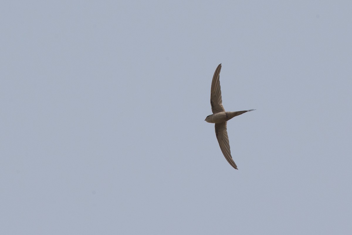 African Palm Swift - ML43306061