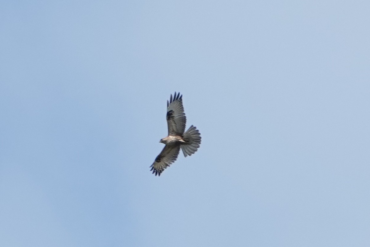 Eastern Buzzard - ML433060661