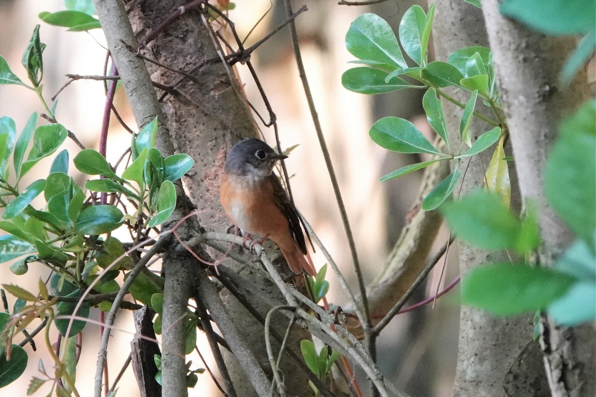 Ferruginous Flycatcher - ML433061661