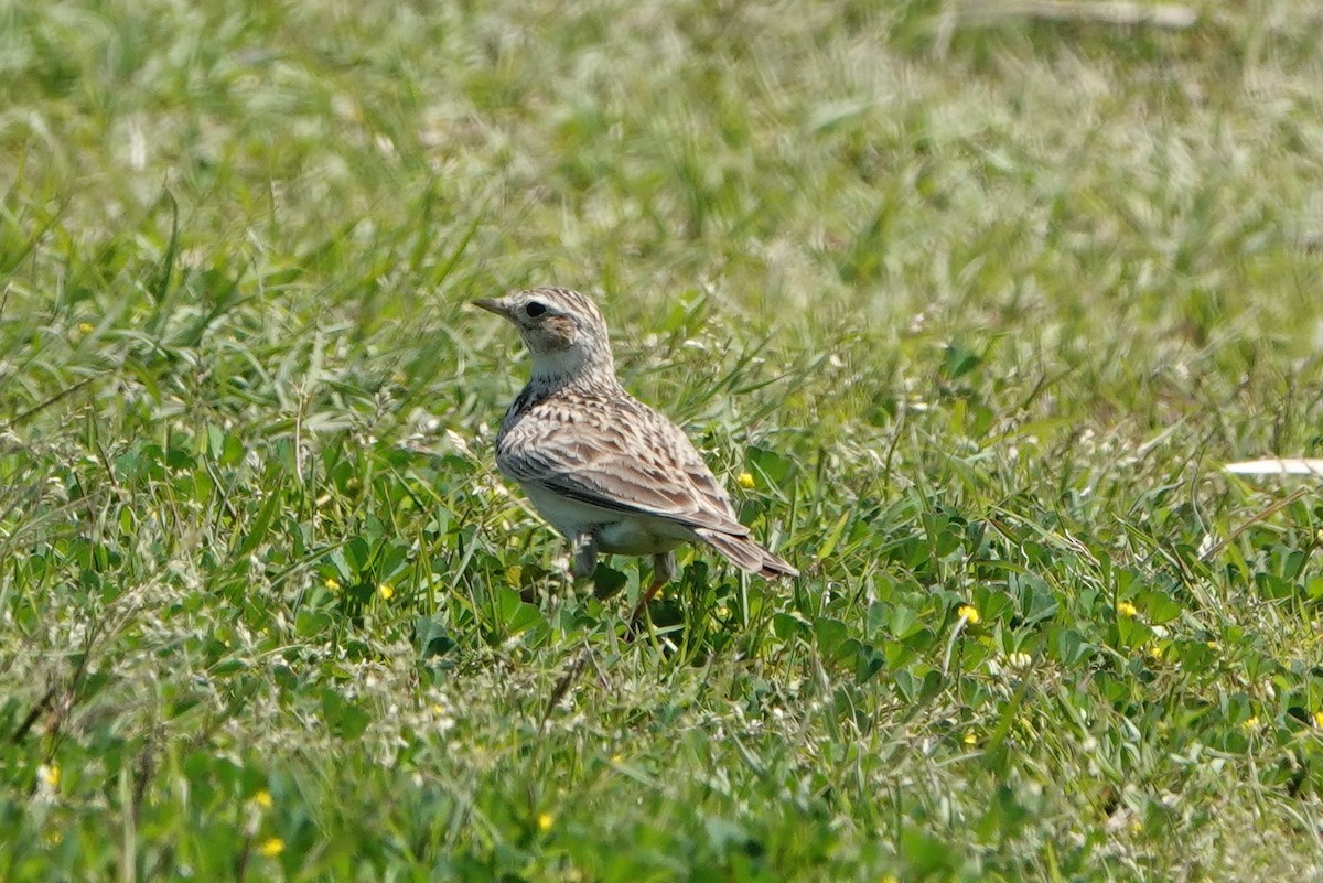 Oriental Skylark - ML433061851