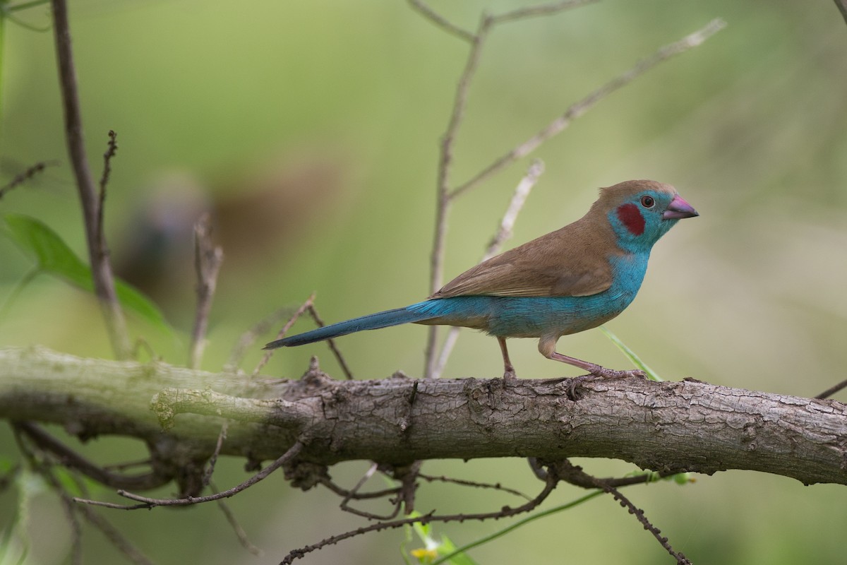 Red-cheeked Cordonbleu - ML43306291