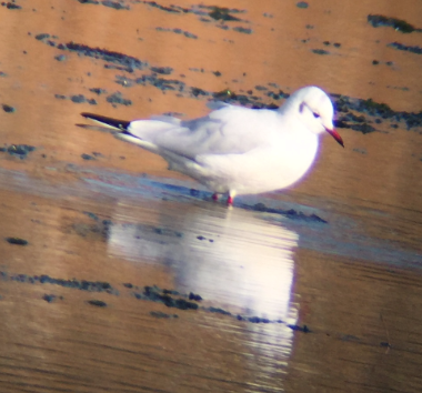 Хүрэн толгойт цахлай - ML43306431