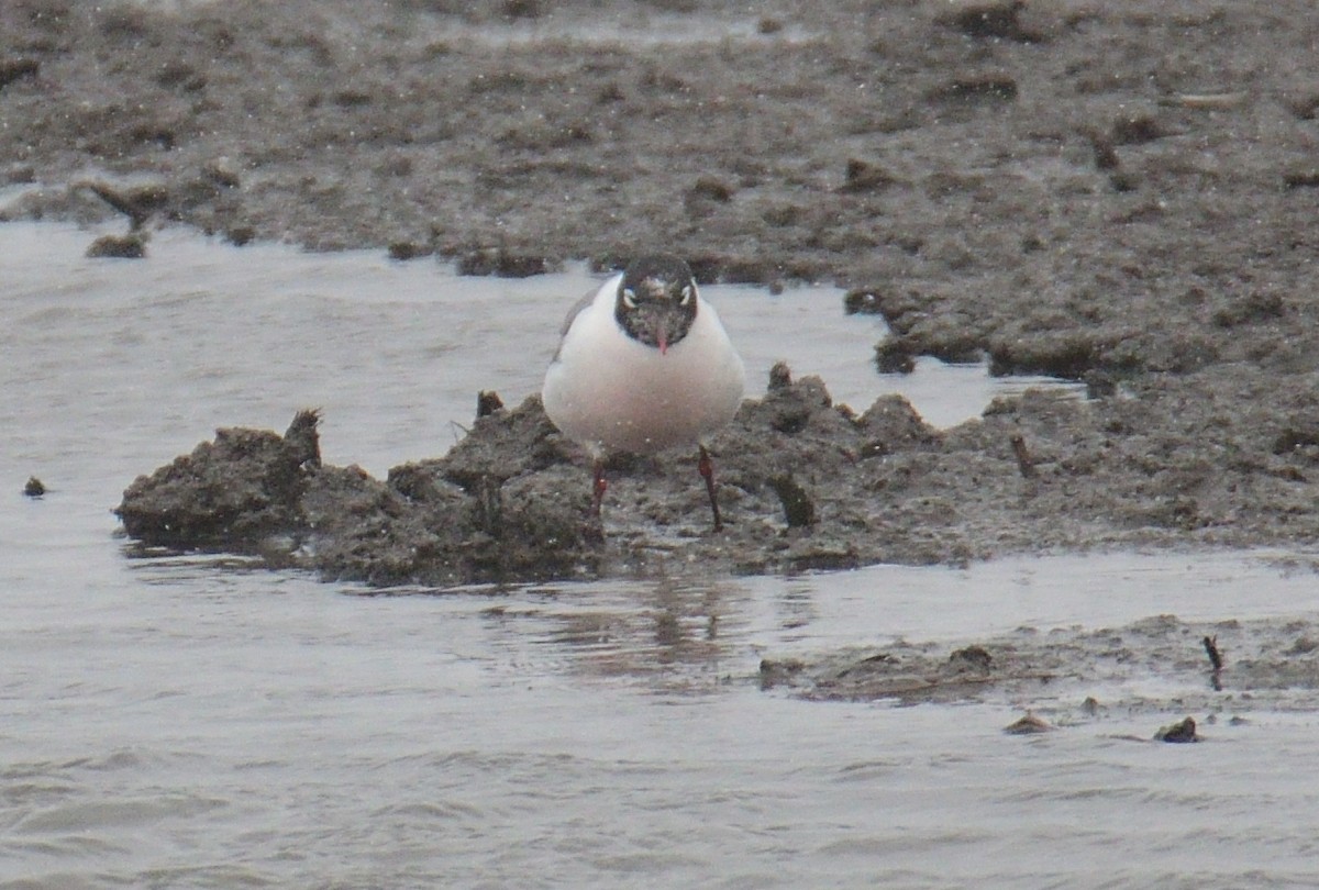 Franklin's Gull - ML433064791
