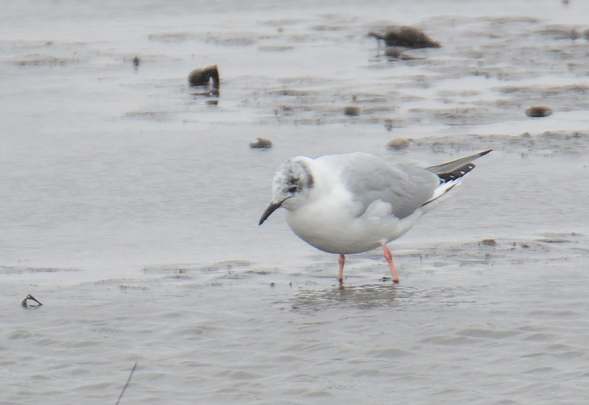 Bonaparte's Gull - ML433064811