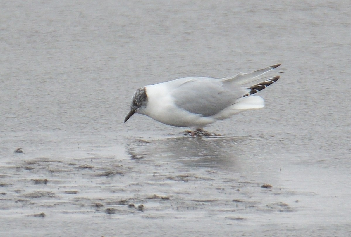 Bonaparte's Gull - ML433064841