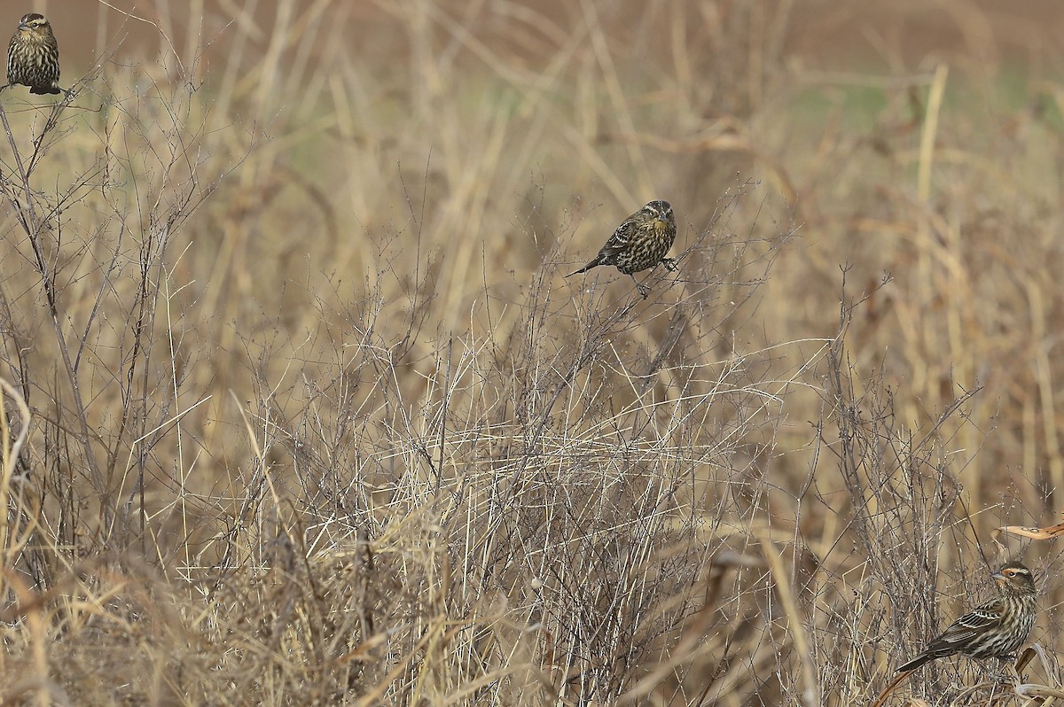 Red-winged Blackbird - Charles Lyon