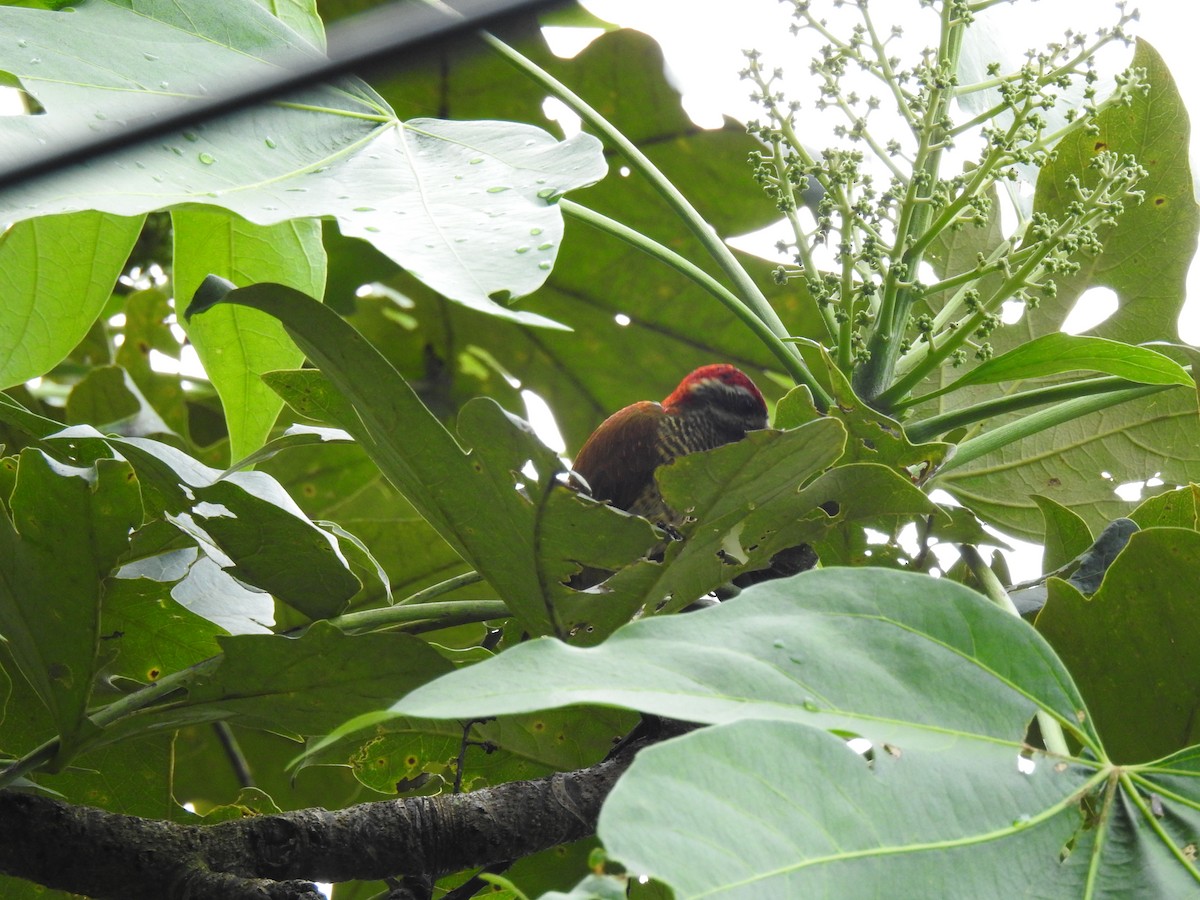 Yellow-vented Woodpecker - ML433065051