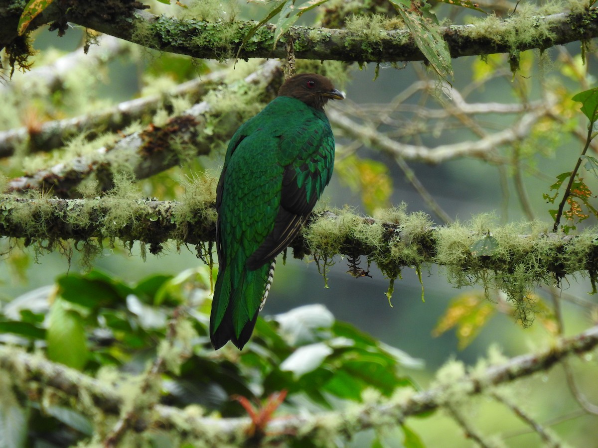 Crested Quetzal - ML433065111