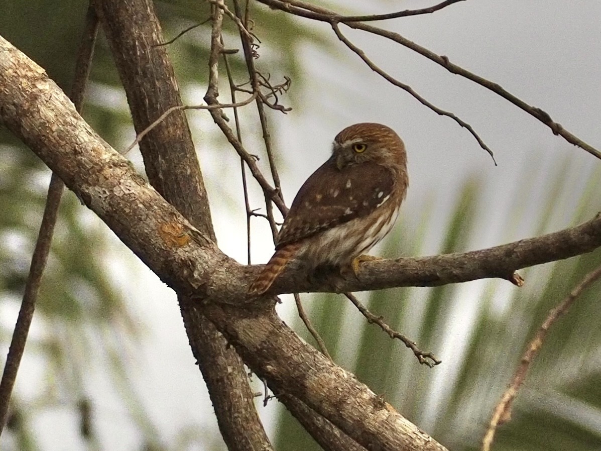 Ferruginous Pygmy-Owl - Emily Keenan