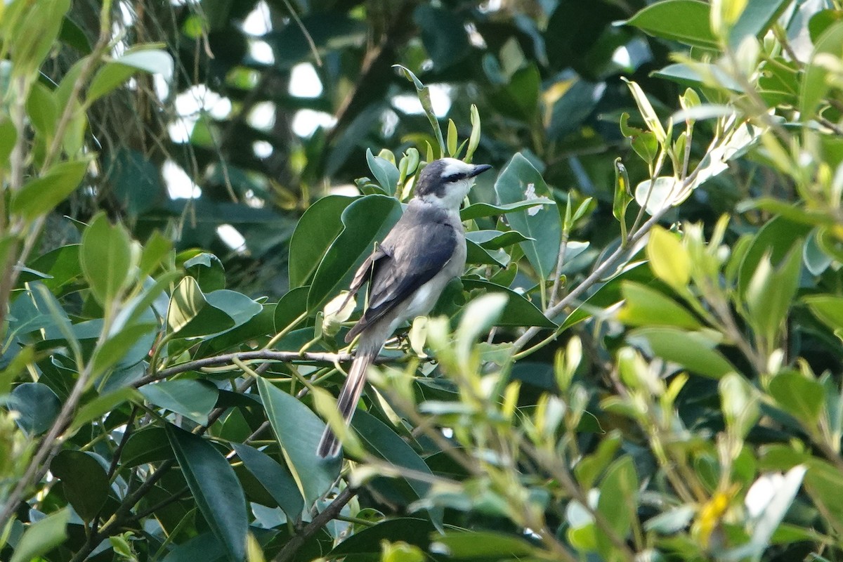 Brown-rumped Minivet - ML433067271