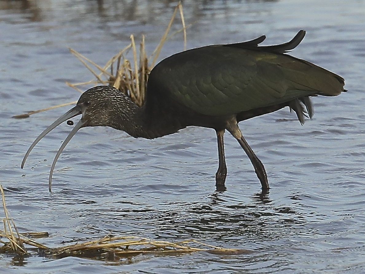 White-faced Ibis - Charles Lyon