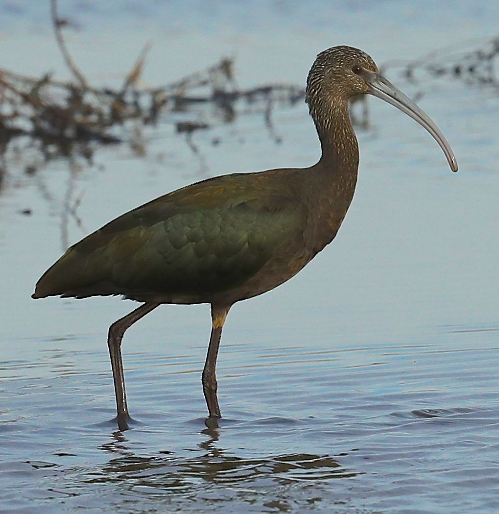 ibis americký - ML43306781