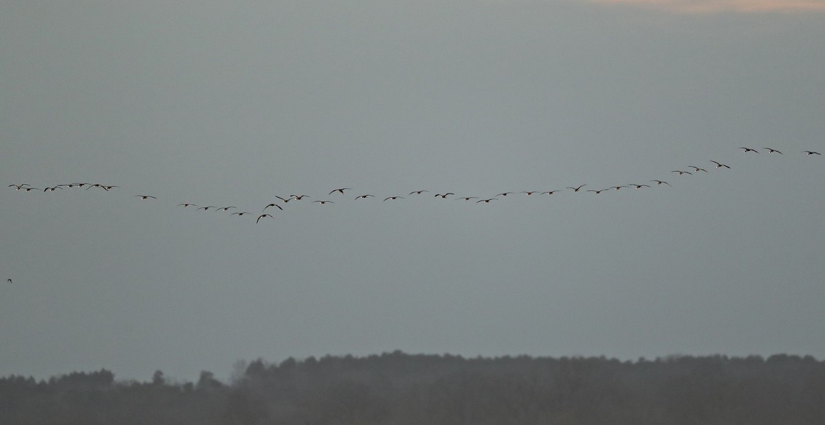 White-faced Ibis - ML43306811