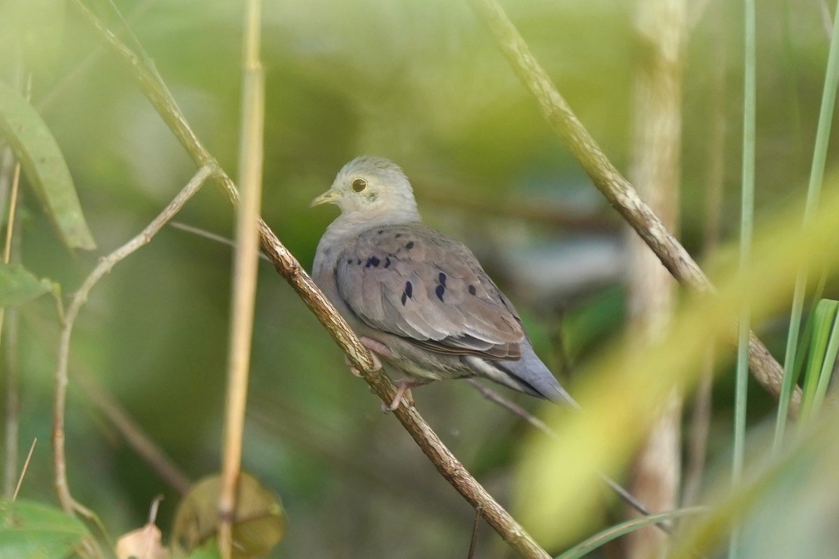 Plain-breasted Ground Dove - ML433068471