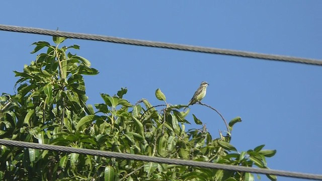 Piratic Flycatcher - ML433068691